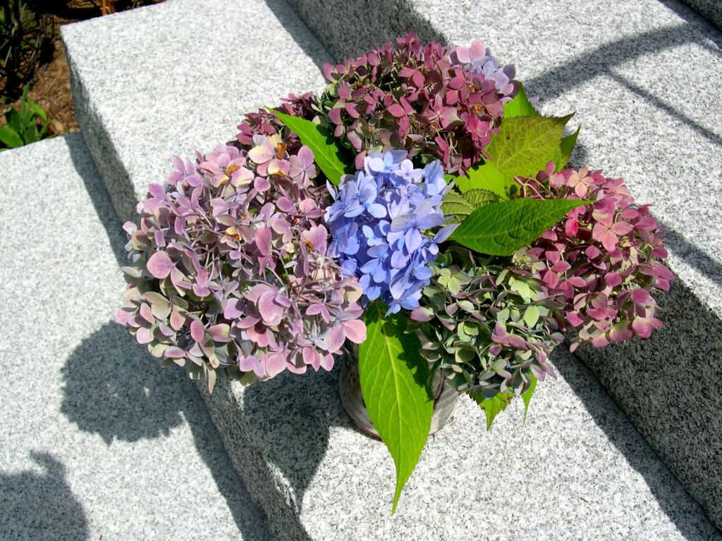 Cut flower bouquet of hydrangeas