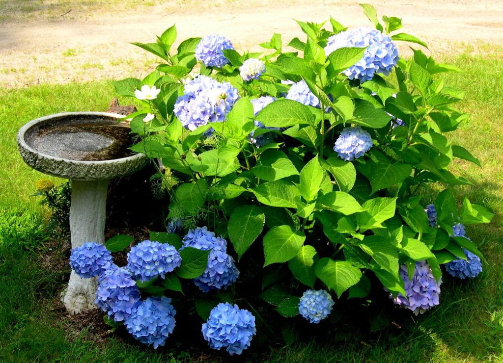 Blue flowers on a hydrangea shrub
