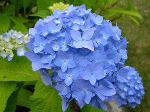 blue hydrangea flower