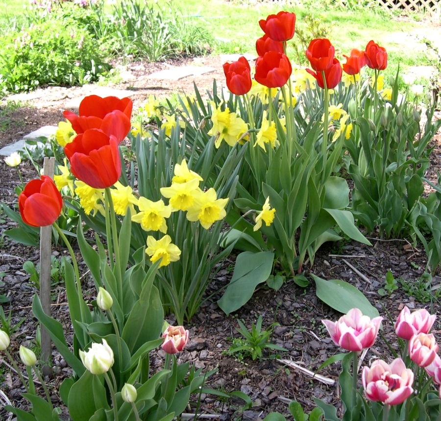 tulips and daffodils