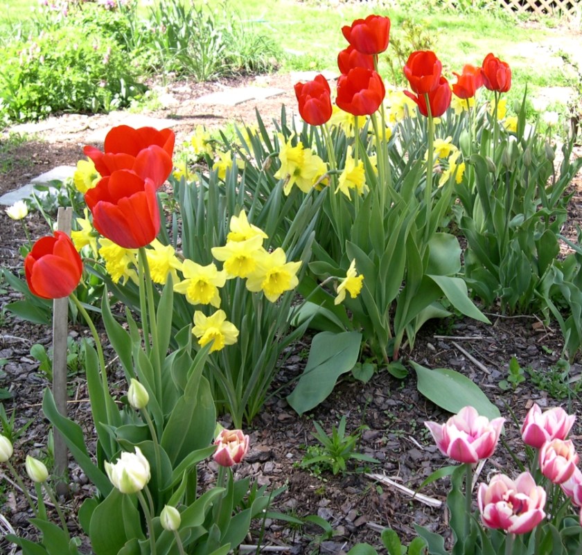 tulips and daffodils