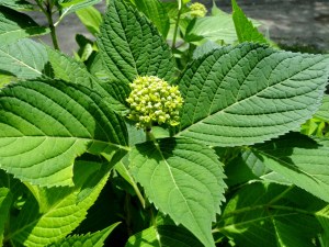 Hydrangea bud 