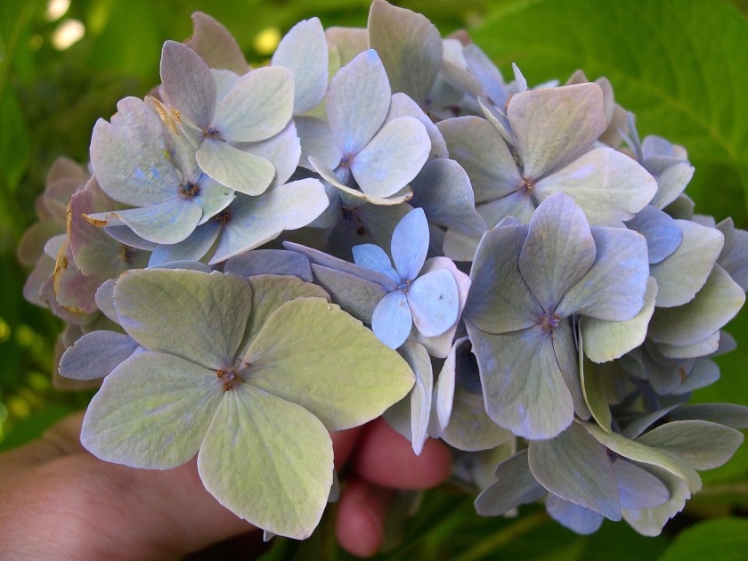blue and purple flower