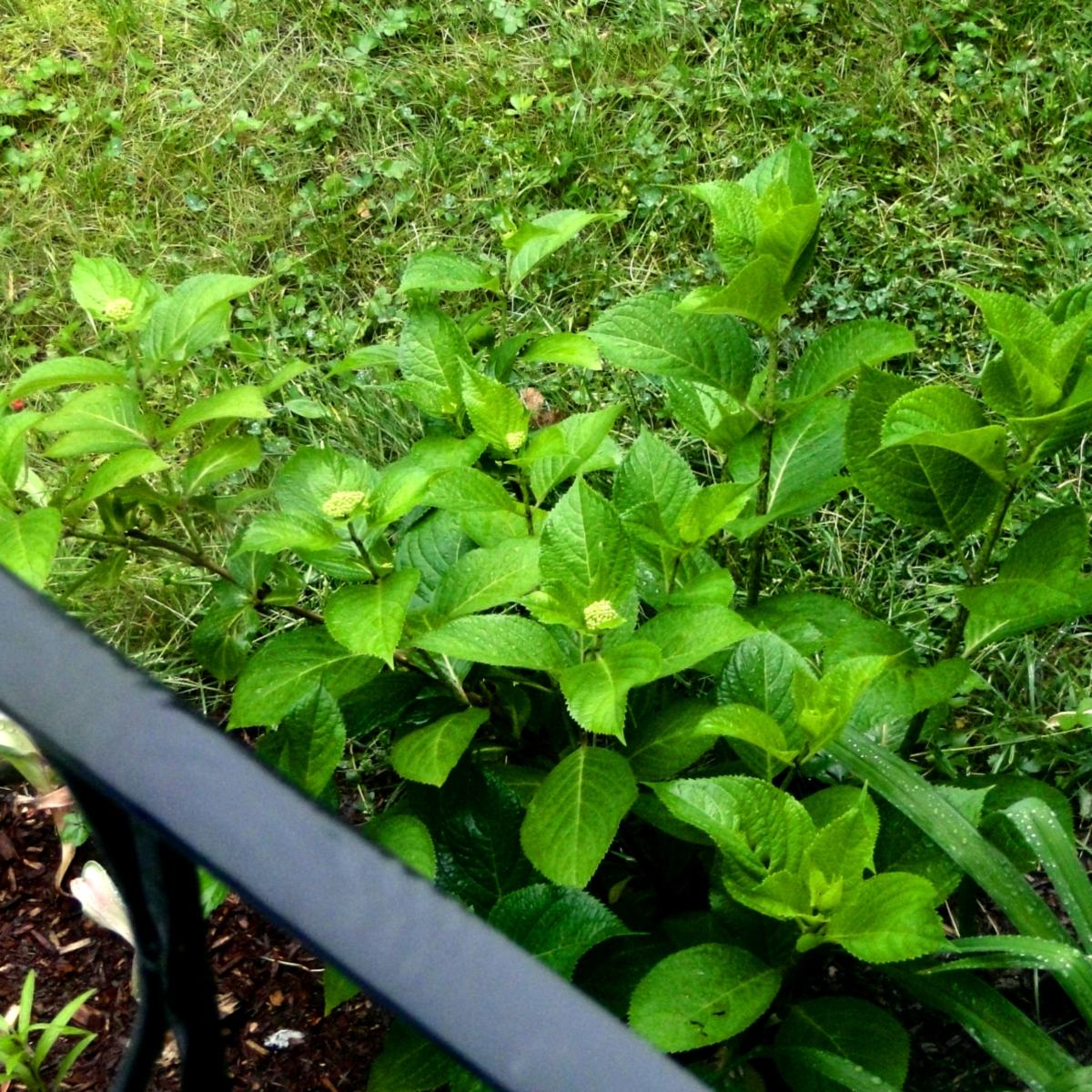 Are We Gardening&nbsp;Yet?