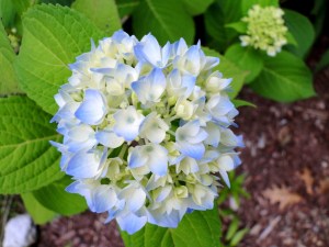 blue hydrangea flower
