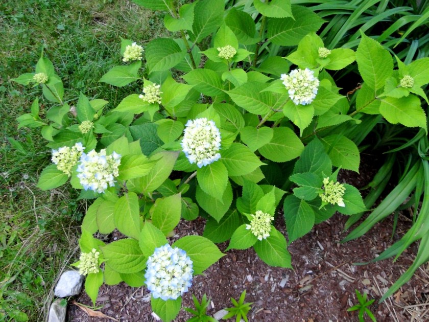 hydrangea shrub with blooms