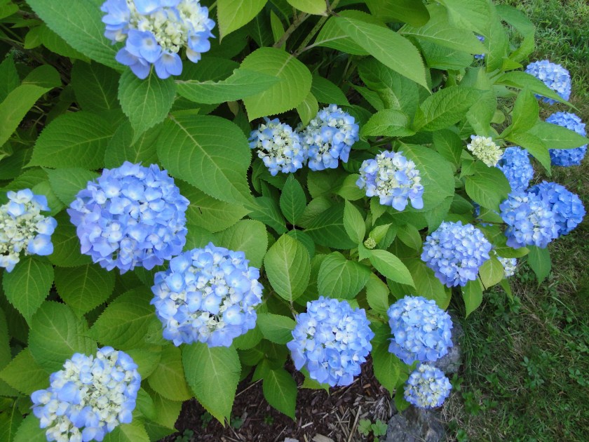 Blue hydrangea shrub