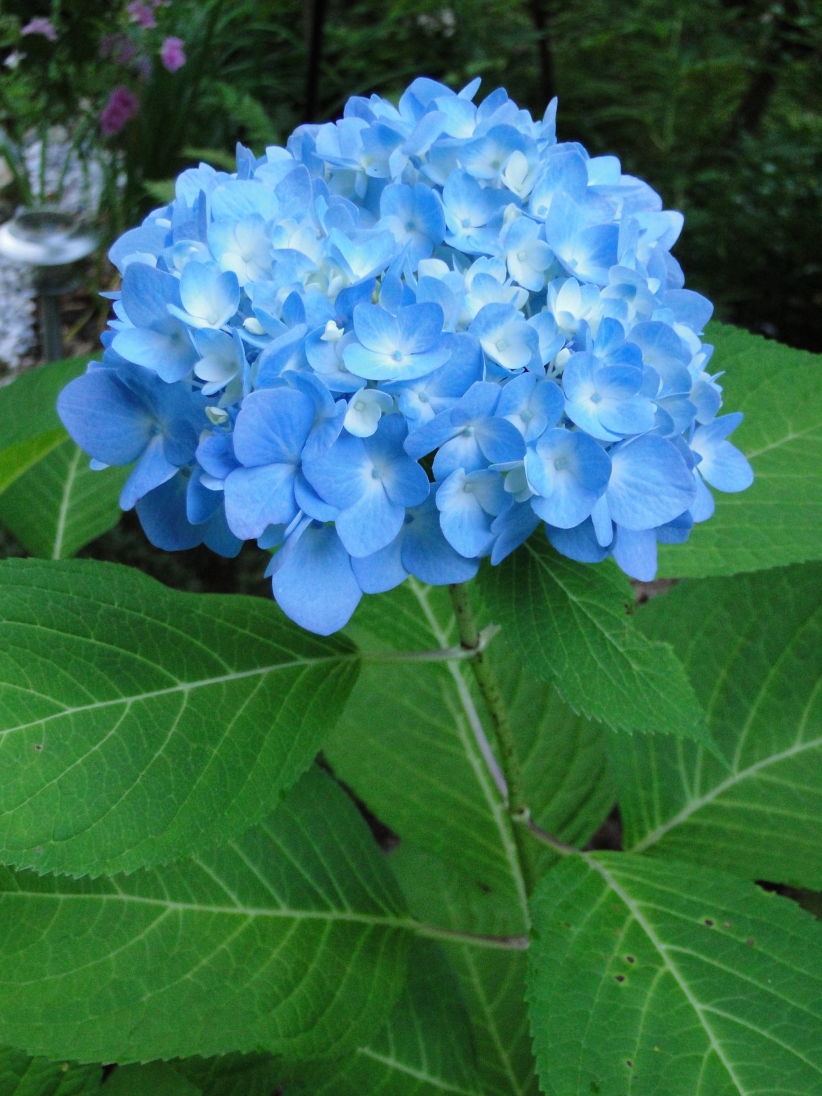Time To Plant the Hydrangeas&nbsp;Folks!