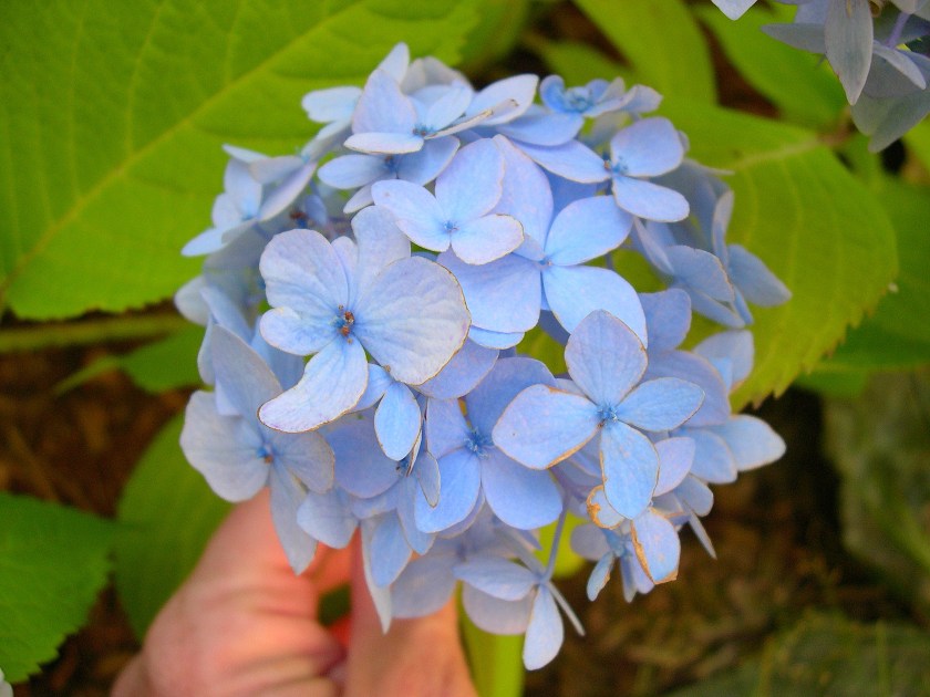 blue hydrangea flower