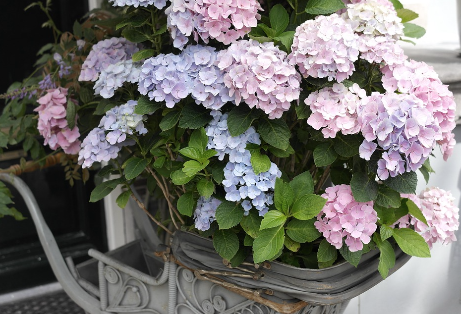 baby carriage potted hydrangea