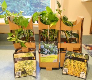 mail order hydrangea plants