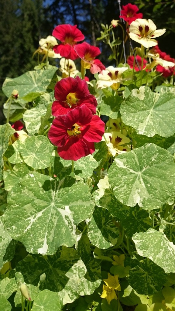 nasturtium plant with variegated leaves