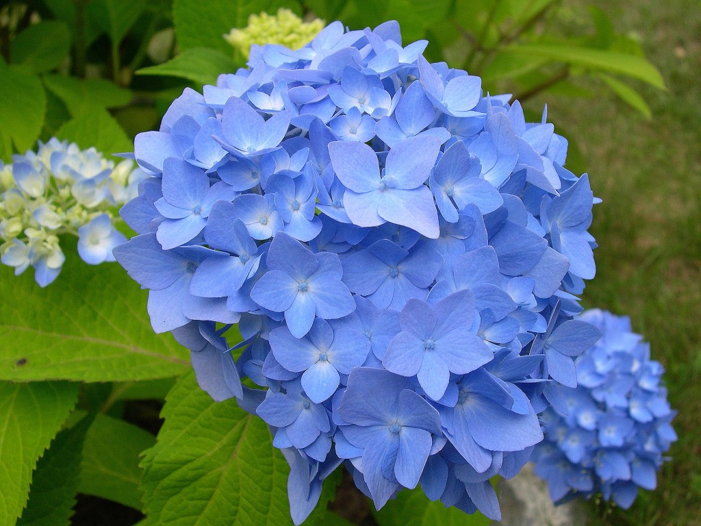 blue hydrangea photo