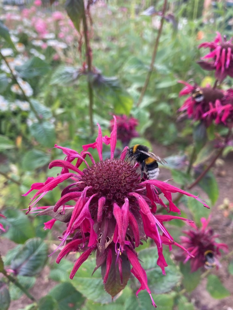 monarda bee balm flower bright pink red