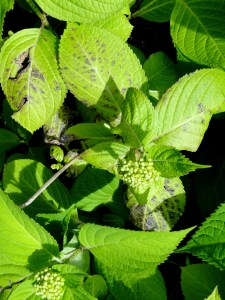wilted hydrangea leaves
