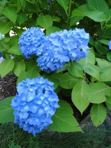 blue flowers