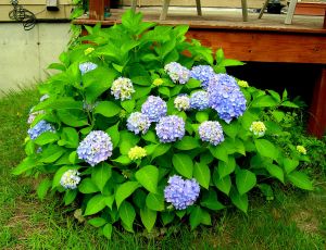Nikko Blue Hydrangea 