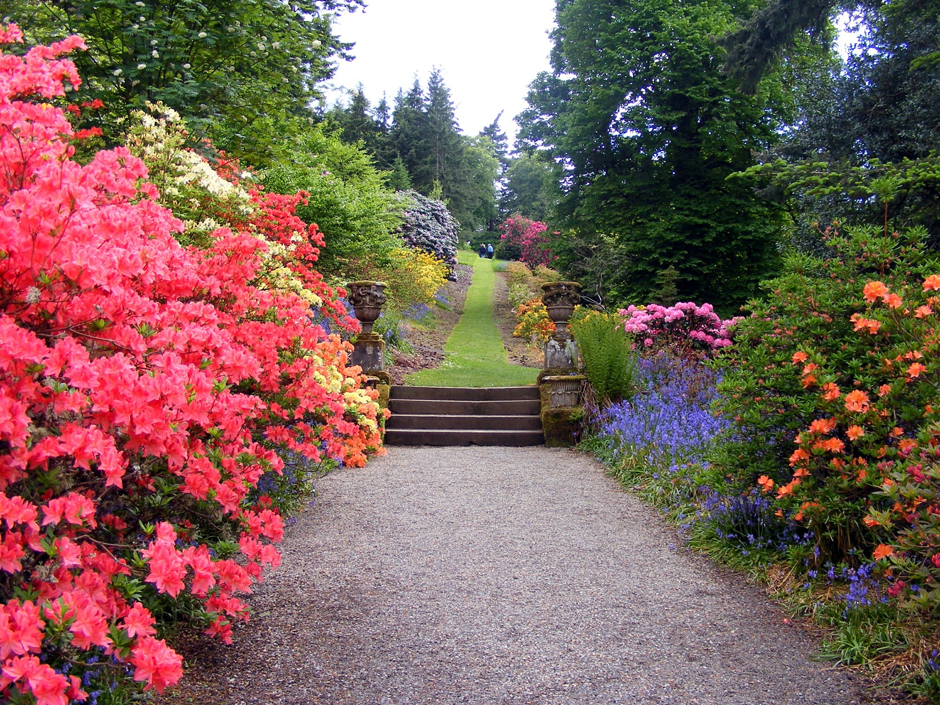 garden path flowering landscape shrubs