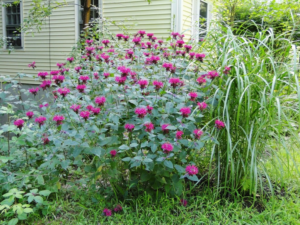 tall flowering monarda bush with bright pink flowers