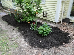 hydrangea plant in garden