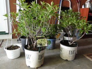 hydangeas in pots