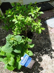 hydrangeas in pots