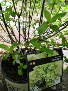 limelight hydrangea shrub
