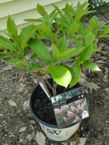 Pinky winky hydrangea