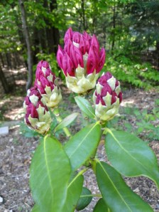 red rhododendron buds rhododendron red buds