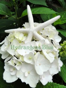 white starfish and hydrangea flower