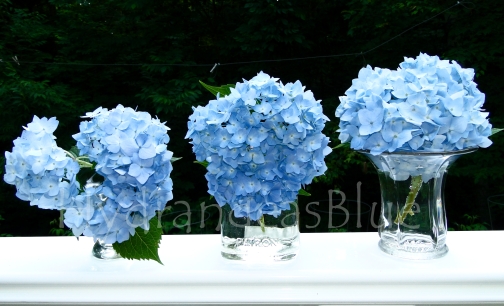 hydrangea flowers in vases