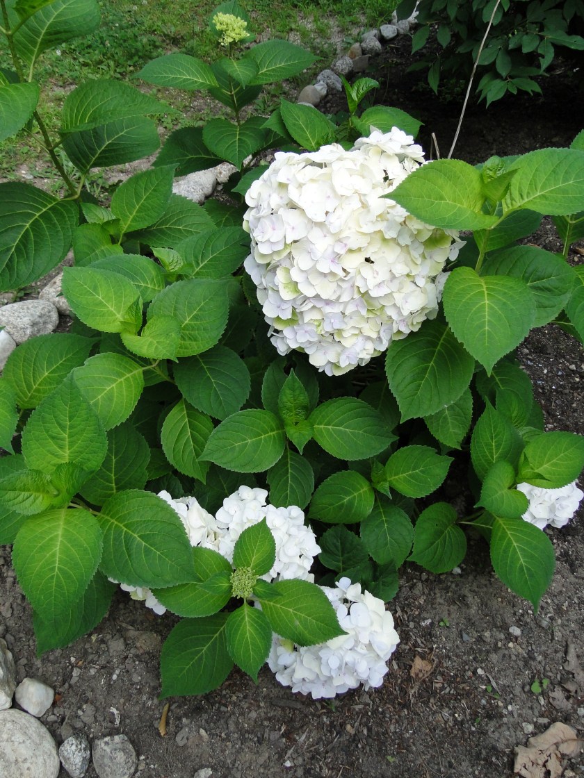 hydrangea shrub with white flowers white hydrangeas