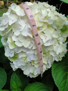 large white hydrangea flower
