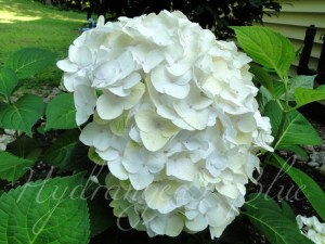 white hydrangea flower
