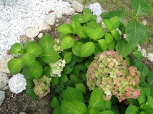 many colored flowers on the blushing bride shrub