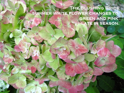 green hydrangea flower