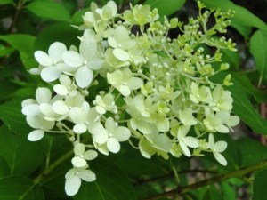 blog limelight flower budding limelight hydrangea flower