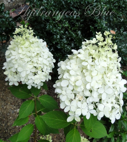 white limelight hydrangea flowers