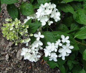 white flowers pee gee