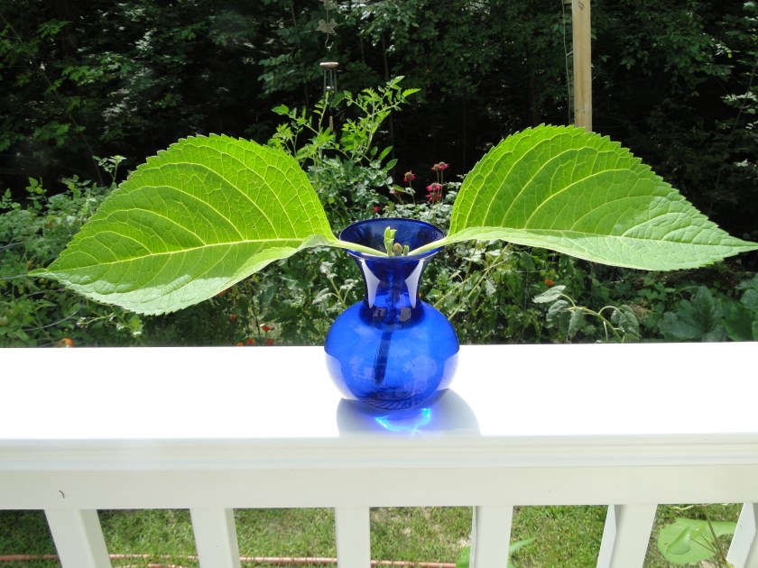 hydrangea cutting in vase