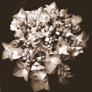 sepia photography hydrangeas