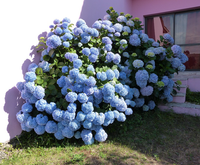 Buying Blue Hydrangeas For the&nbsp;Landscape