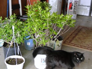 potted hydrangea plants