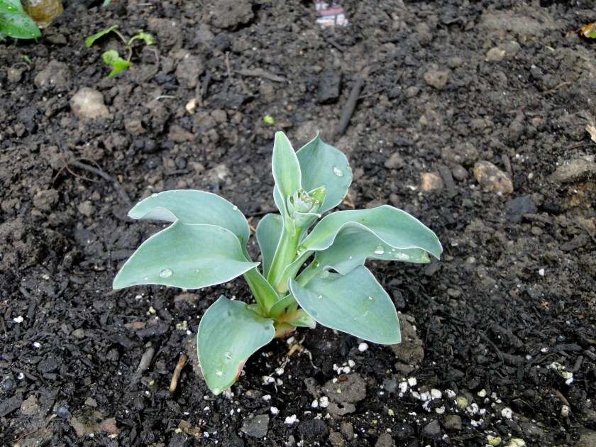 mouse ear hosta