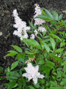 white astilbe