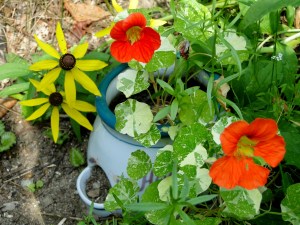 nasturtiums in glass pot