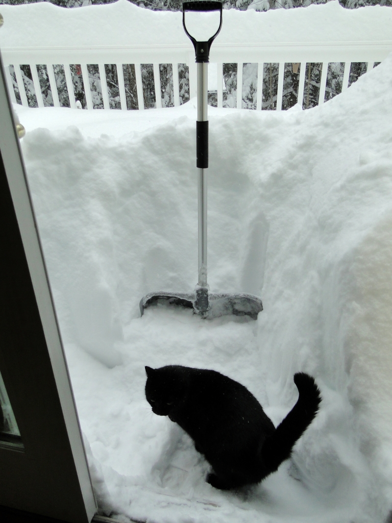 cat shovel snow