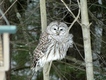 barred owl