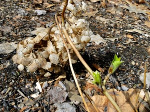 hydrangea growth in spring
