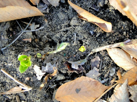 little hydrangea offshoot